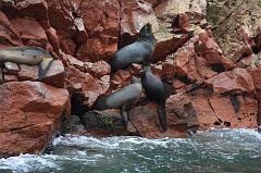 1208-Isole Ballestas,19 luglio 2013